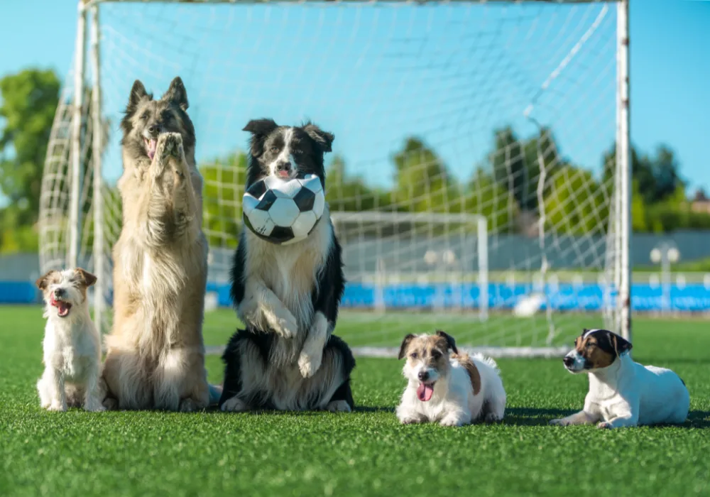 Five dogs of varying ages and sizes enjoying a soccer game