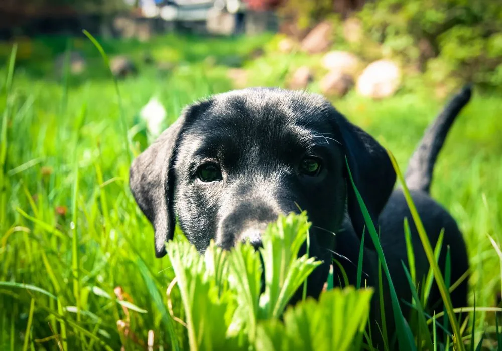 Black Labrador Puppy in Grass - Risk of Dogs Eating Stink Bugs