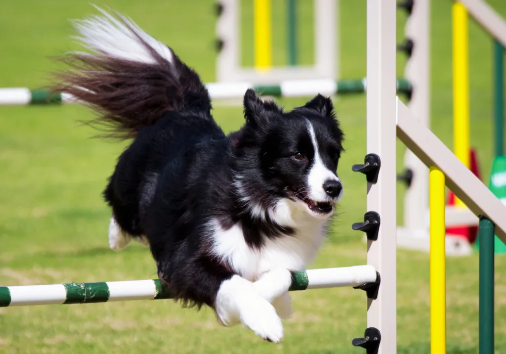 high energy dog border collie