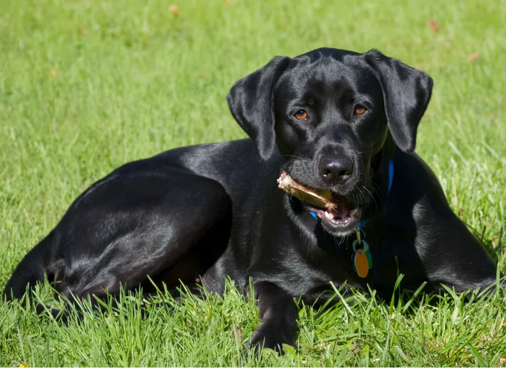 Black dog