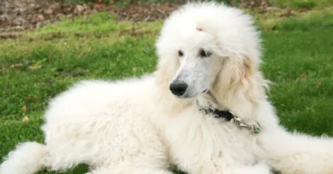 Poodle