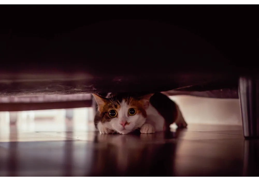 Cat Active Under Bed
