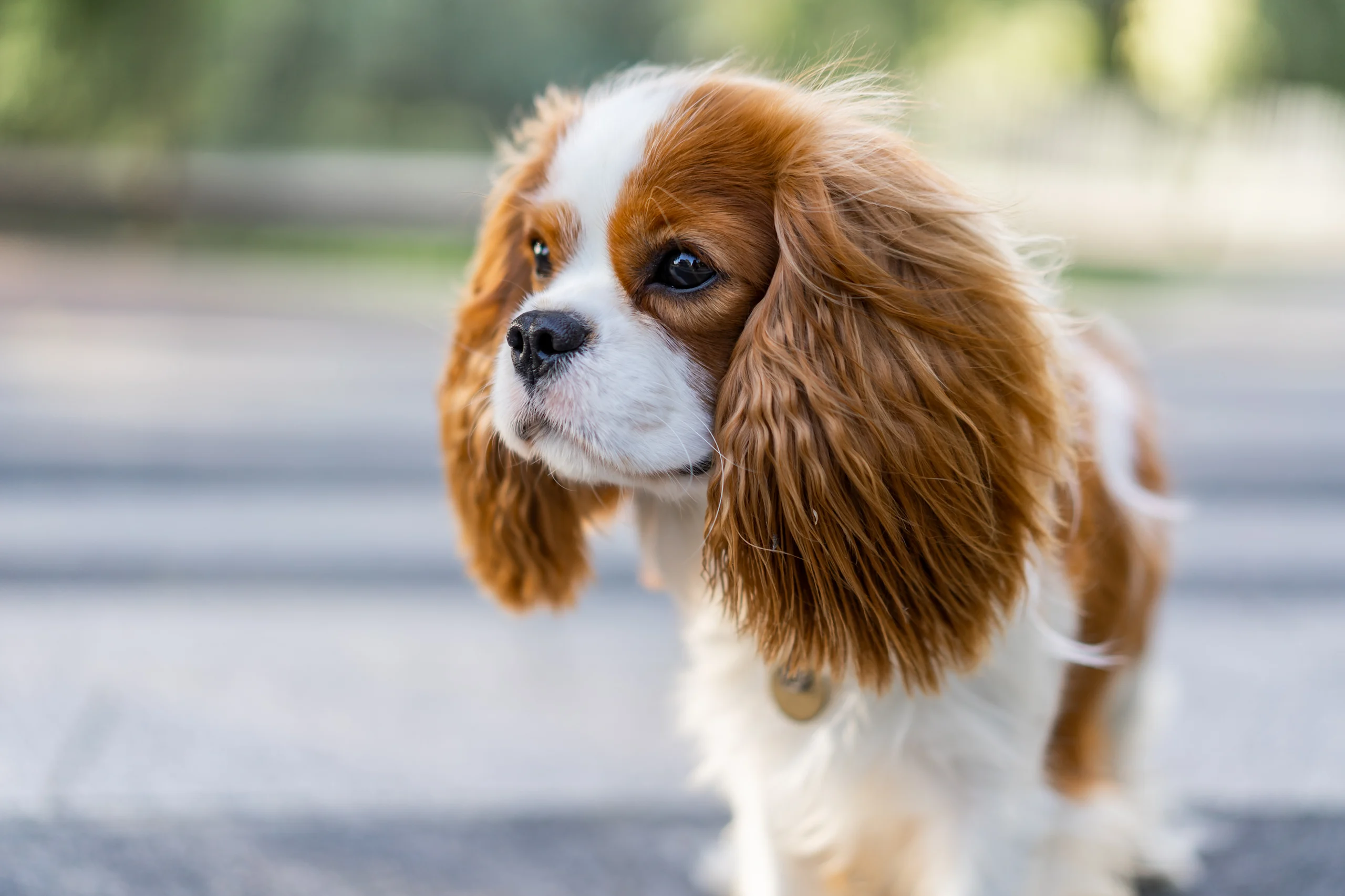 Cavalier King Charles Spaniel