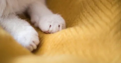 close up of cat paws kneading yellow blanket