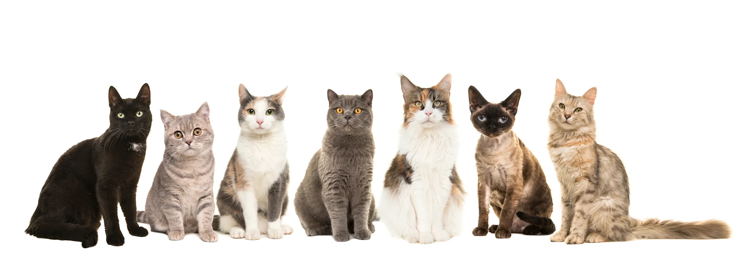 How Breed and Genetics Influence Your Cat's Lifespan