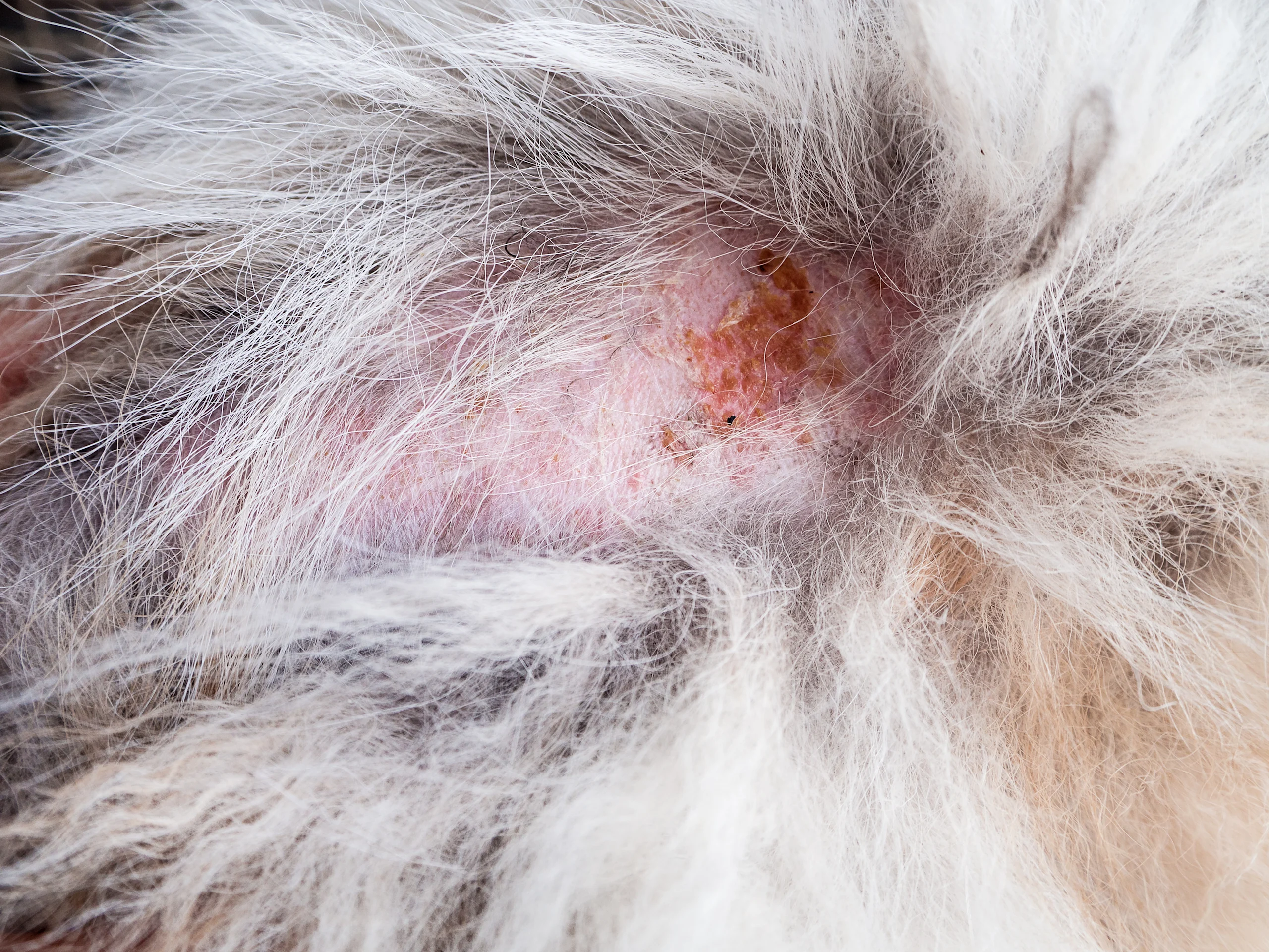 A macro view of a dog's skin parted through white fur, showing reddened, inflamed patches with crusting and scabbing.
