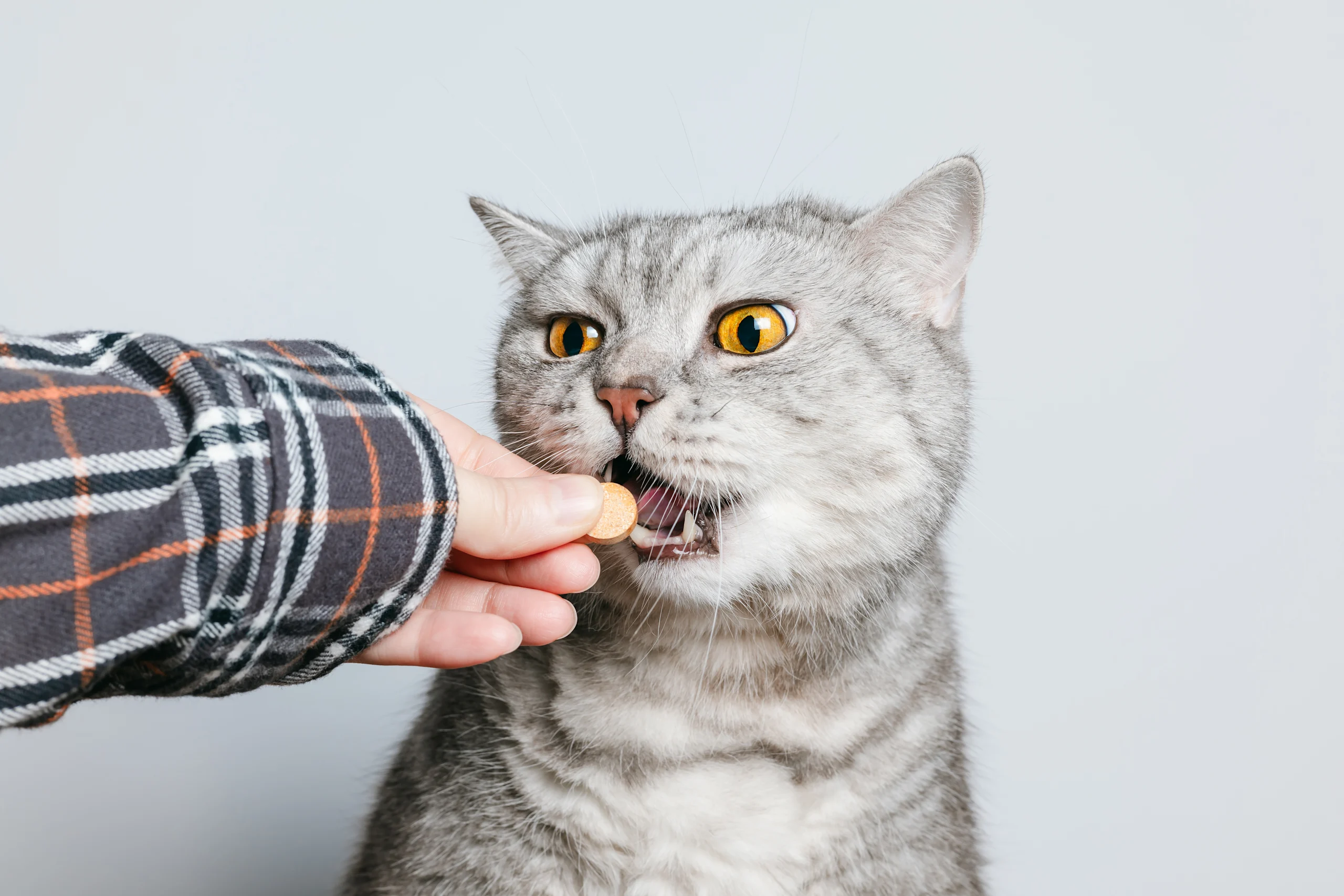 Giving a Cat a Pill by Hand