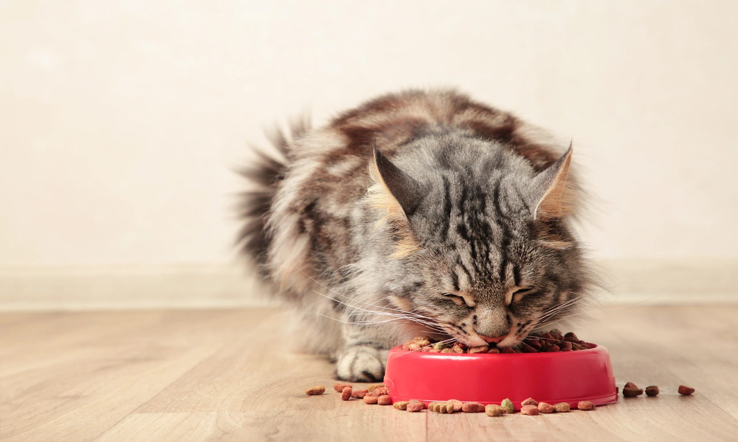 A fluffy long-haired tabby cat eating dry kibble from a bright red food bowl on a wooden floor, with scattered pieces of kibble surrounding the dish. This image perfectly illustrates the common practice of free feeding cats, where food is left out for pets to eat at their own pace throughout the day.