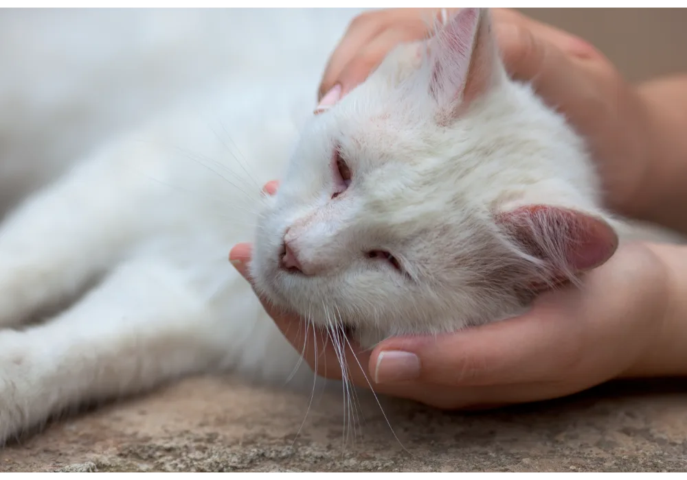 gentle hands cradling a lethargic white cat