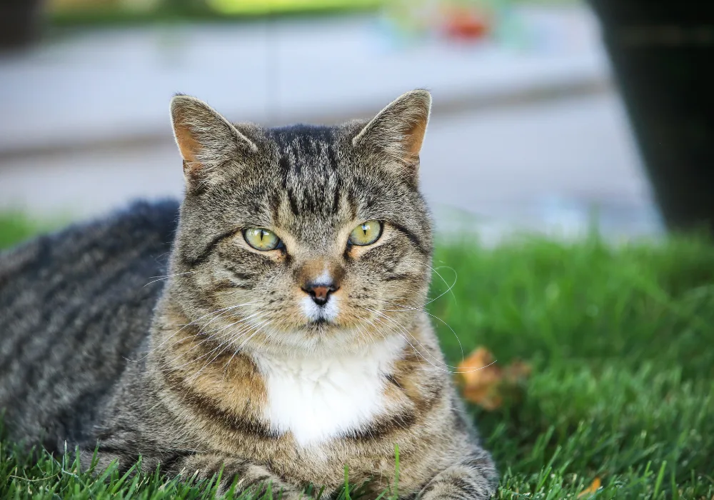 Tabby domestic shorthair cat