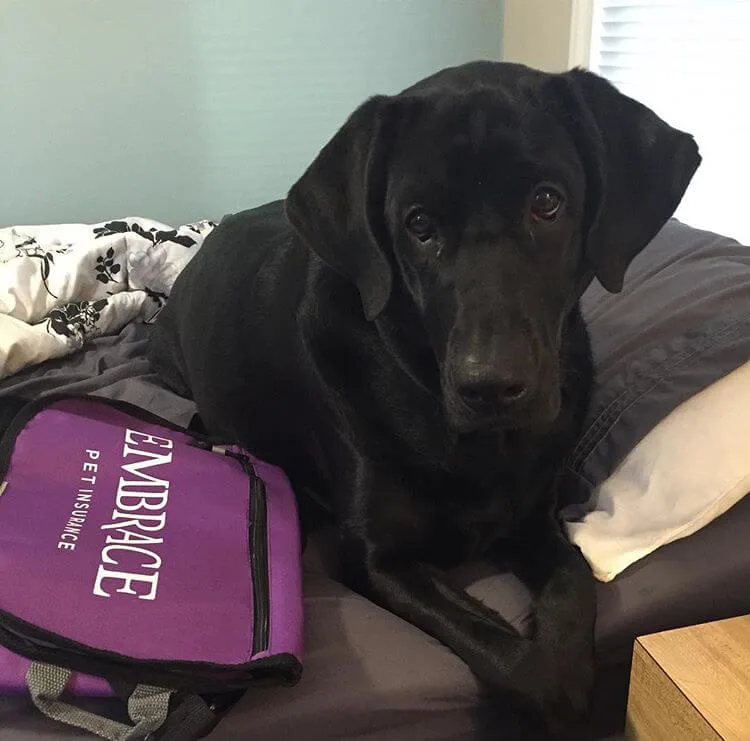 Stella - Labrador Retriever