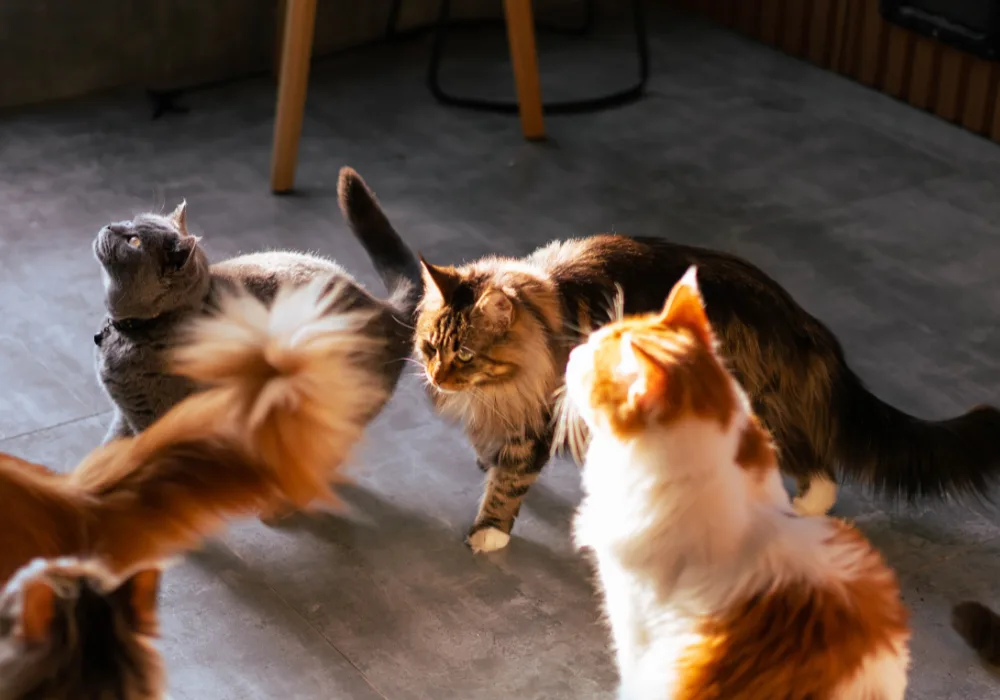 Best cat breeds feature image