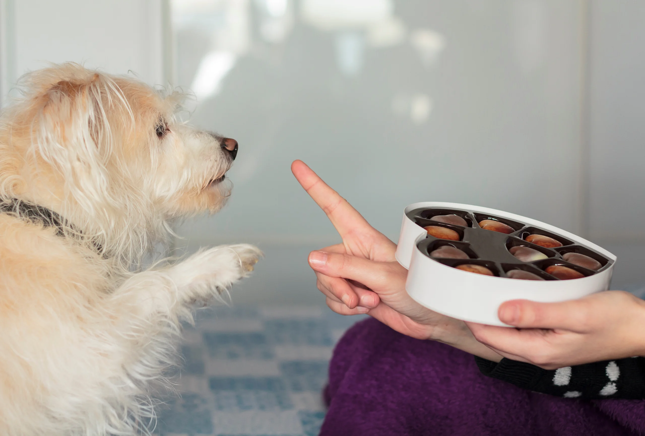 Owner Telling a Dog "No" Over a Box of Chocolates