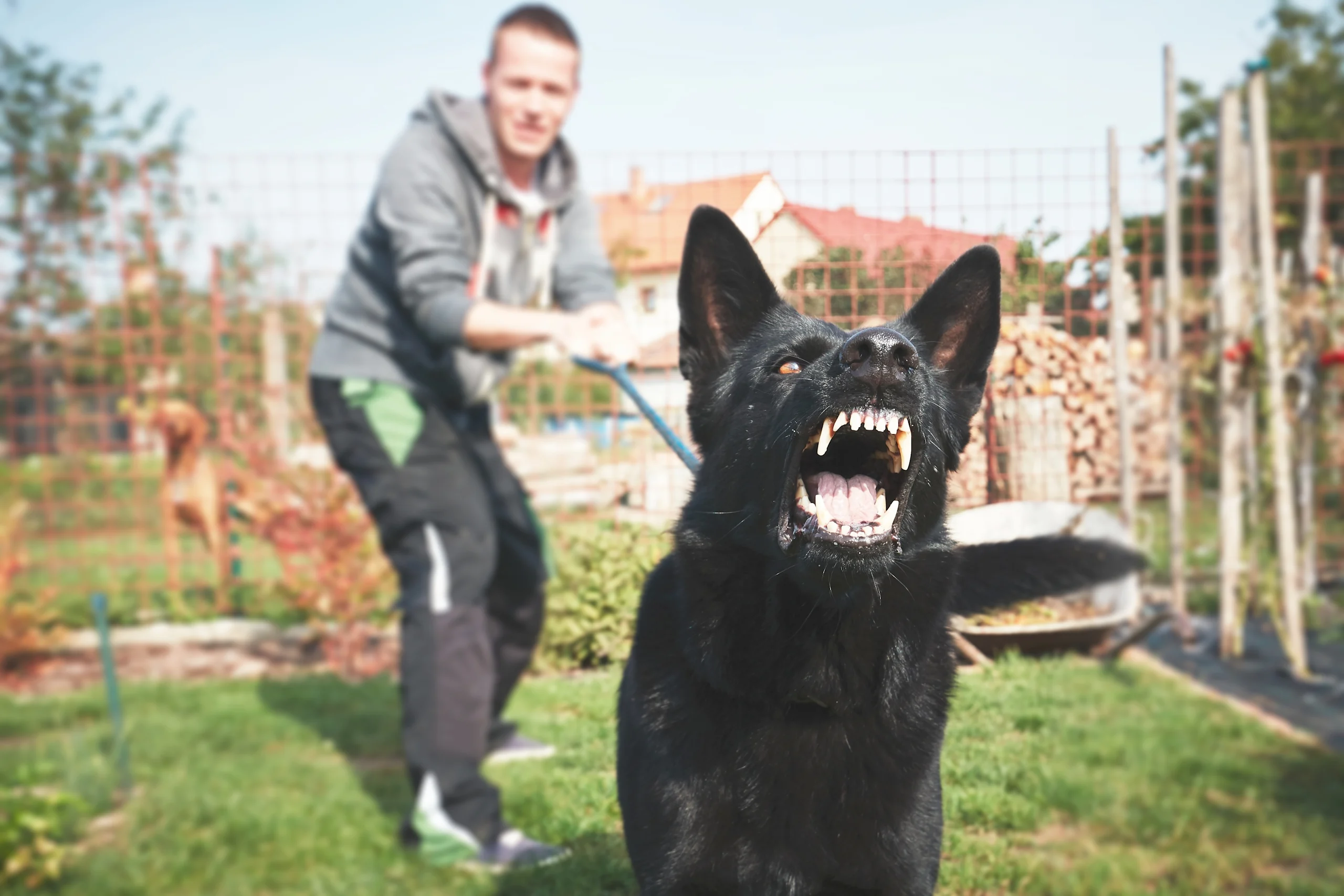 A black dog lunges and barks aggressively on a leash while its handler holds it back in a yard.