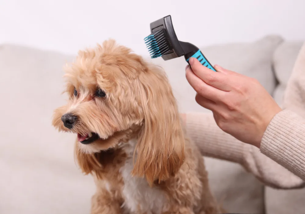 Regular grooming, as shown with this fluffy golden doodle, is essential for preventing hot spots on dogs.