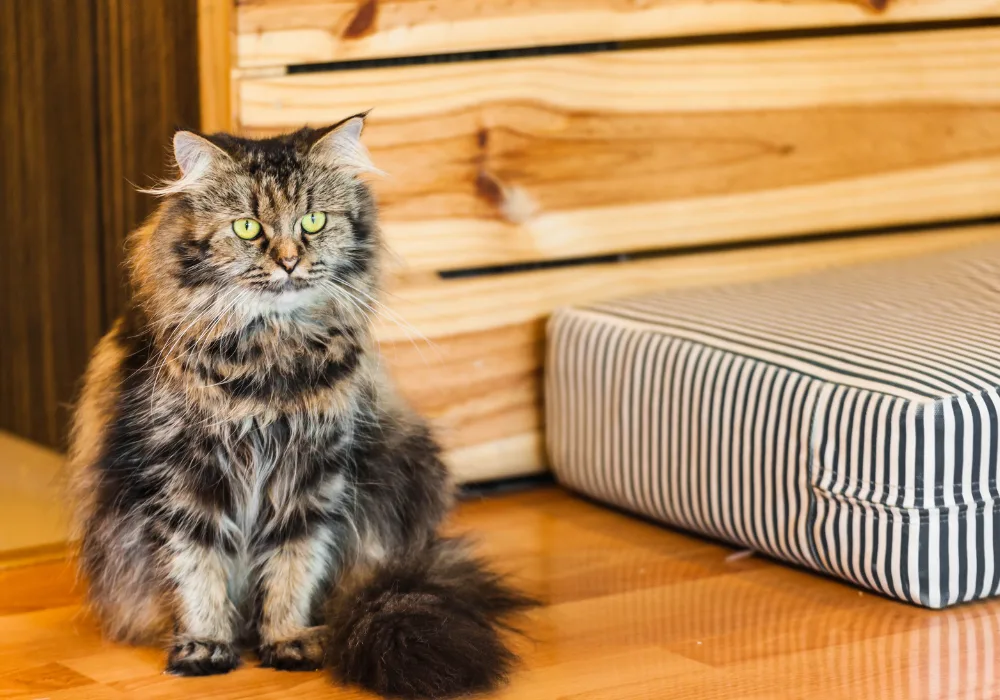 Persian cat