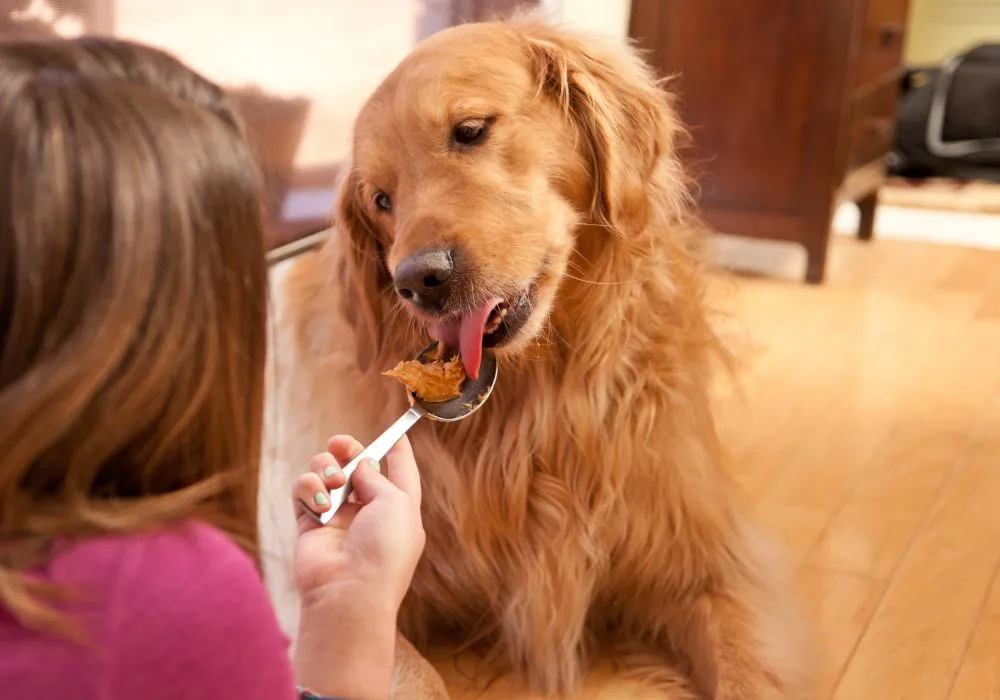 A gentle Golden Retriever with flowing golden fur is being hand-fed peanut butter from a silver spoon, demonstrating a safe way to give dogs peanut butter as a treat.