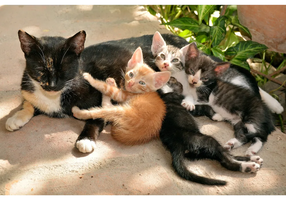 Kittens with their mother