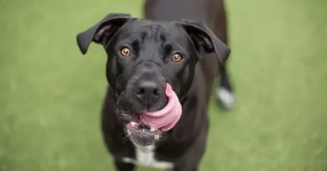 black lab licking mouth
