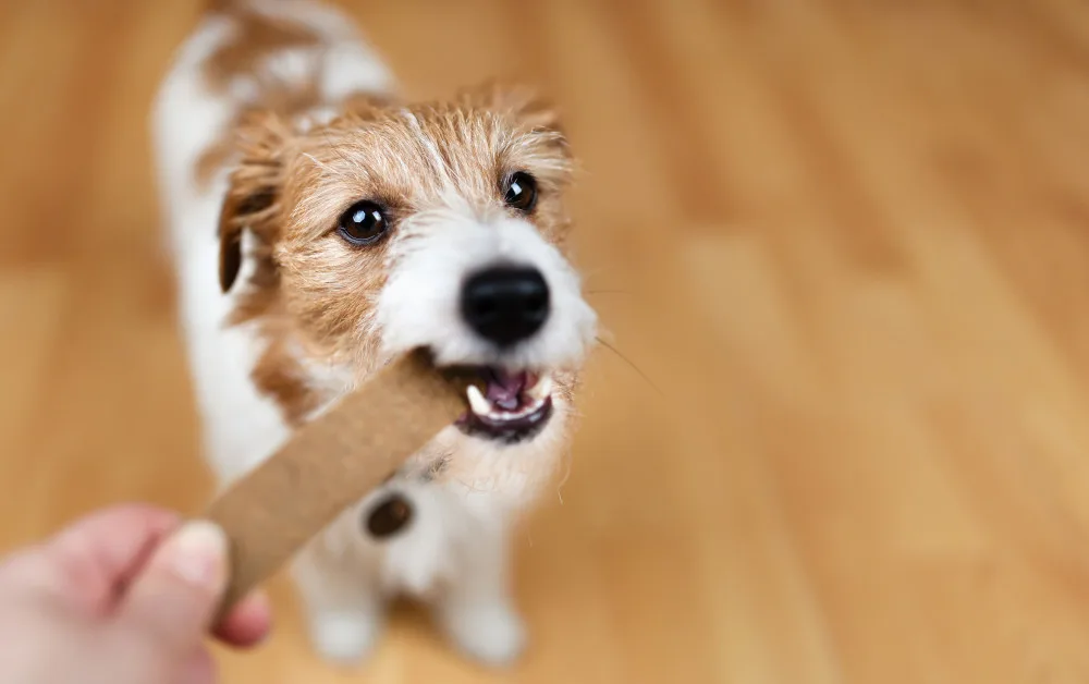 Dog cleaning teeth with a treat to prevent future teeth cleaning costs.