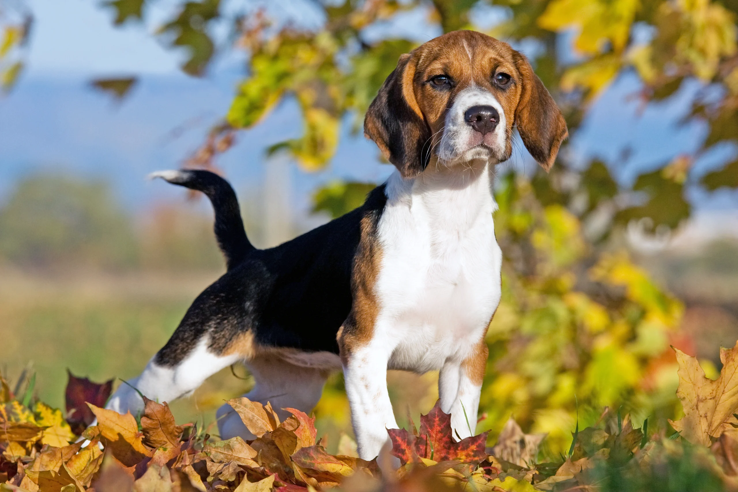 Beagle Puppy Standing Alert Outdoors