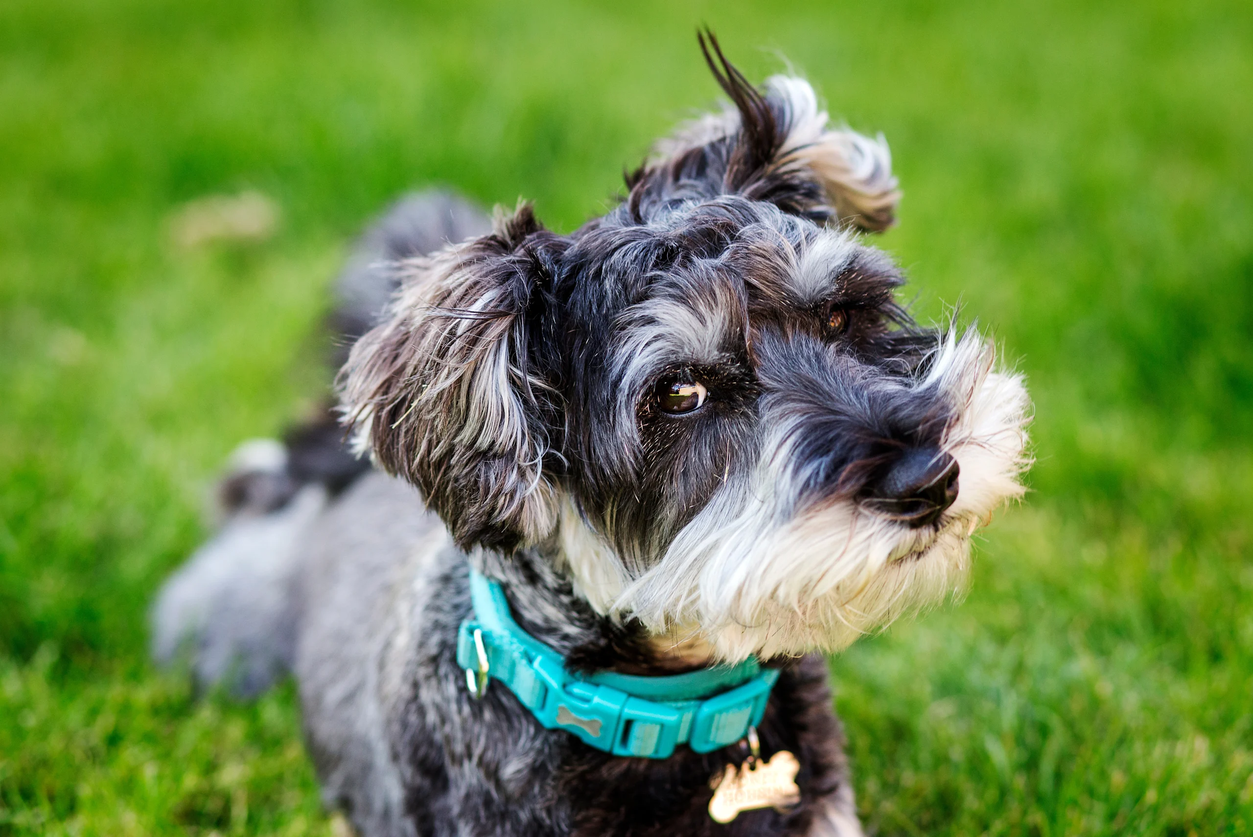 Miniature Schnauzer: Small Dog Breed