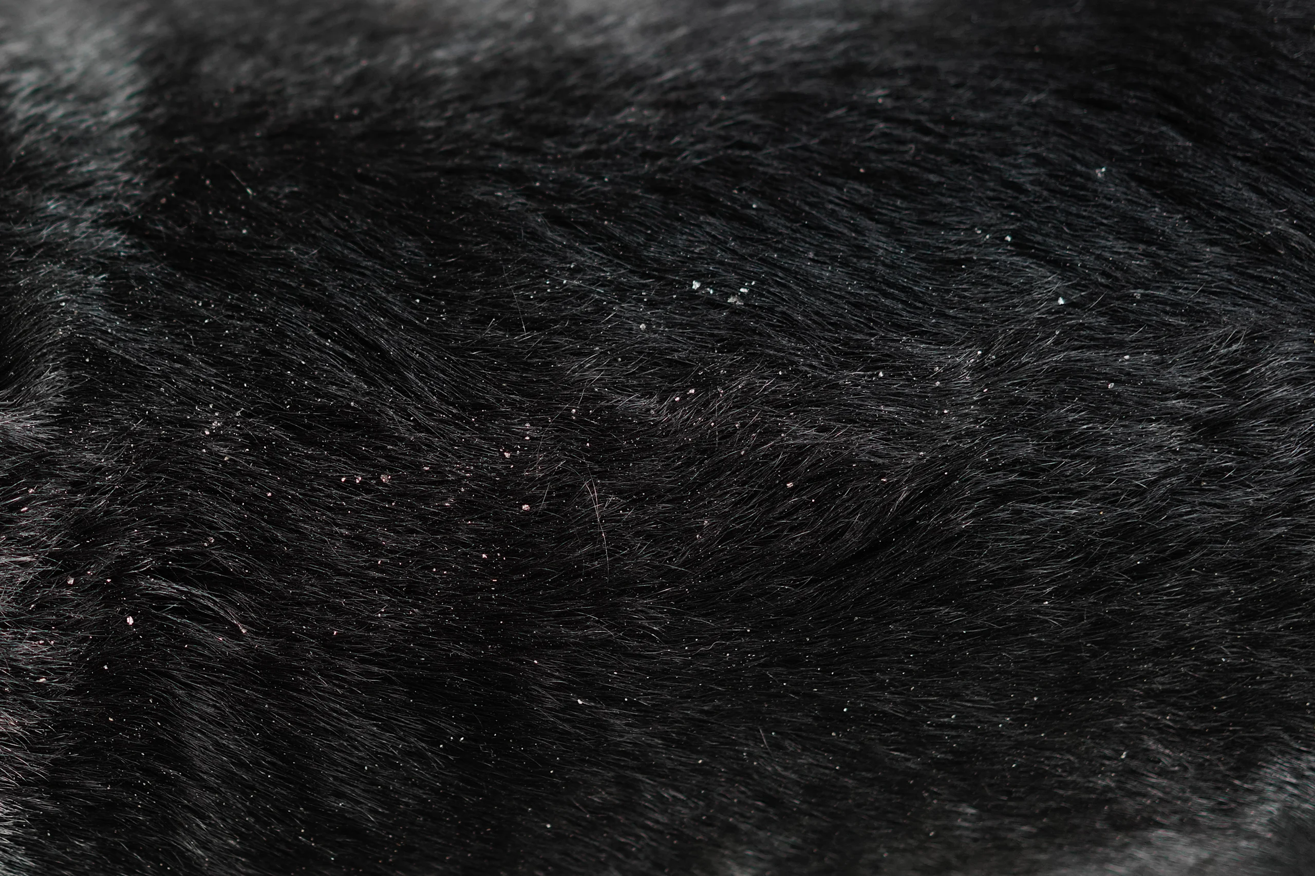 A close-up picture of dandruff on a dark coat.
