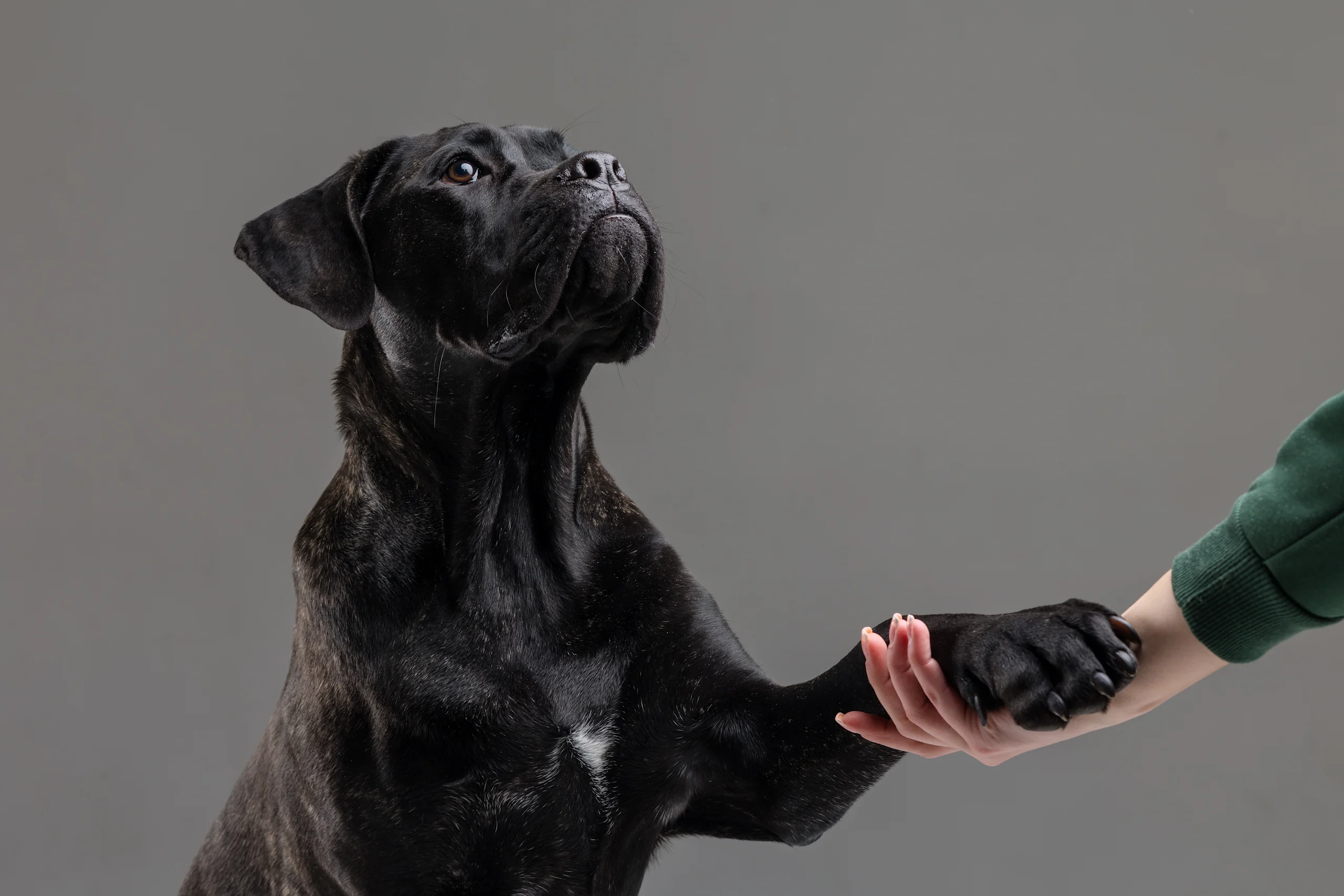 A sleek black Cane Corso with subtle brindle markings sitting attentively against a soft gray studio background, gently placing its large paw into its owner's hand in a moment of trust and connection.