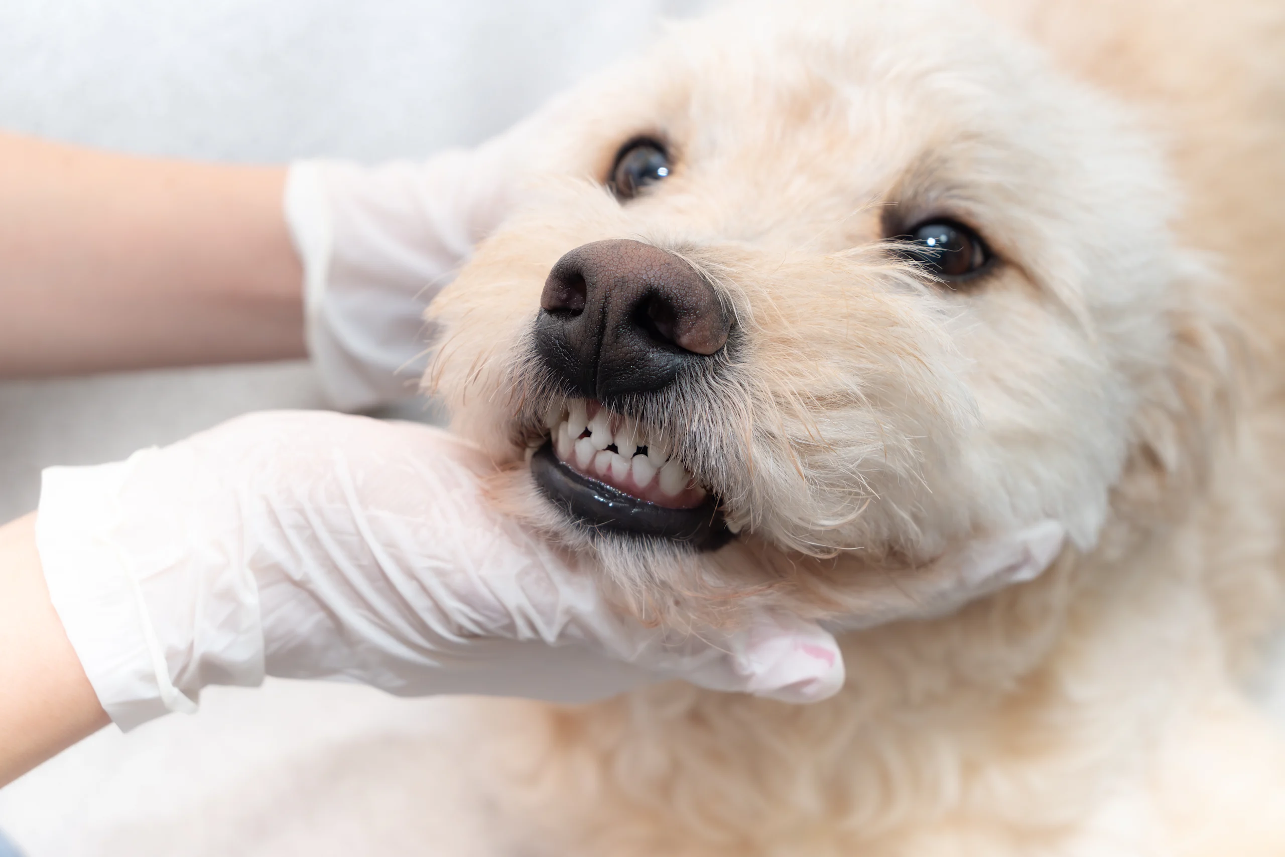 Veterinarian Examining Dog's Teeth and Gums