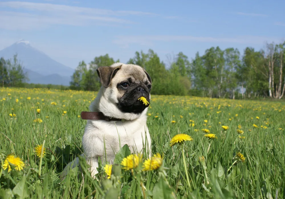 Pug Dog Sitting in Springtime Dandelion Field with Mountain View