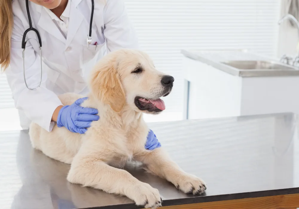 golden retriever puppy sits calmly on an exam table