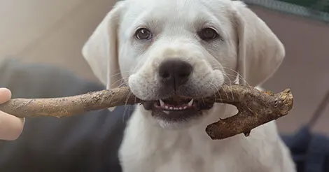 Puppy Teething