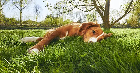 calm dog lying in the grass