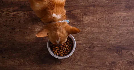 dog eating prescription diet