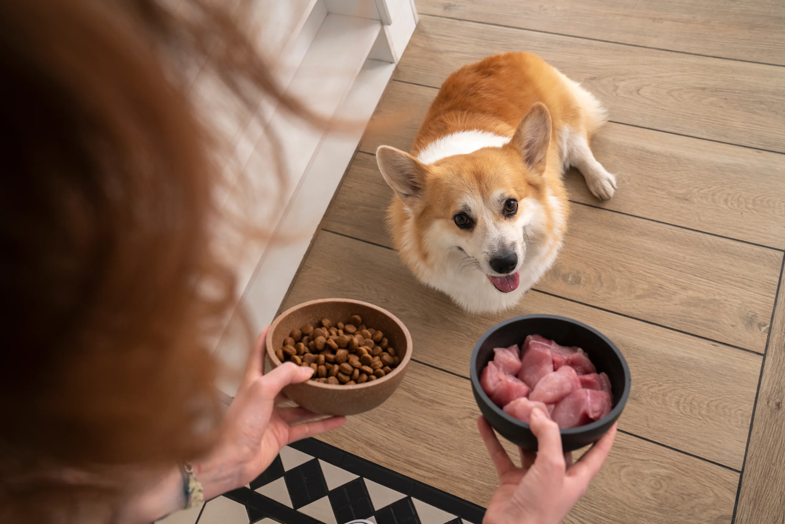Corgi Choosing Between Kibble and Raw Chicken Bowls