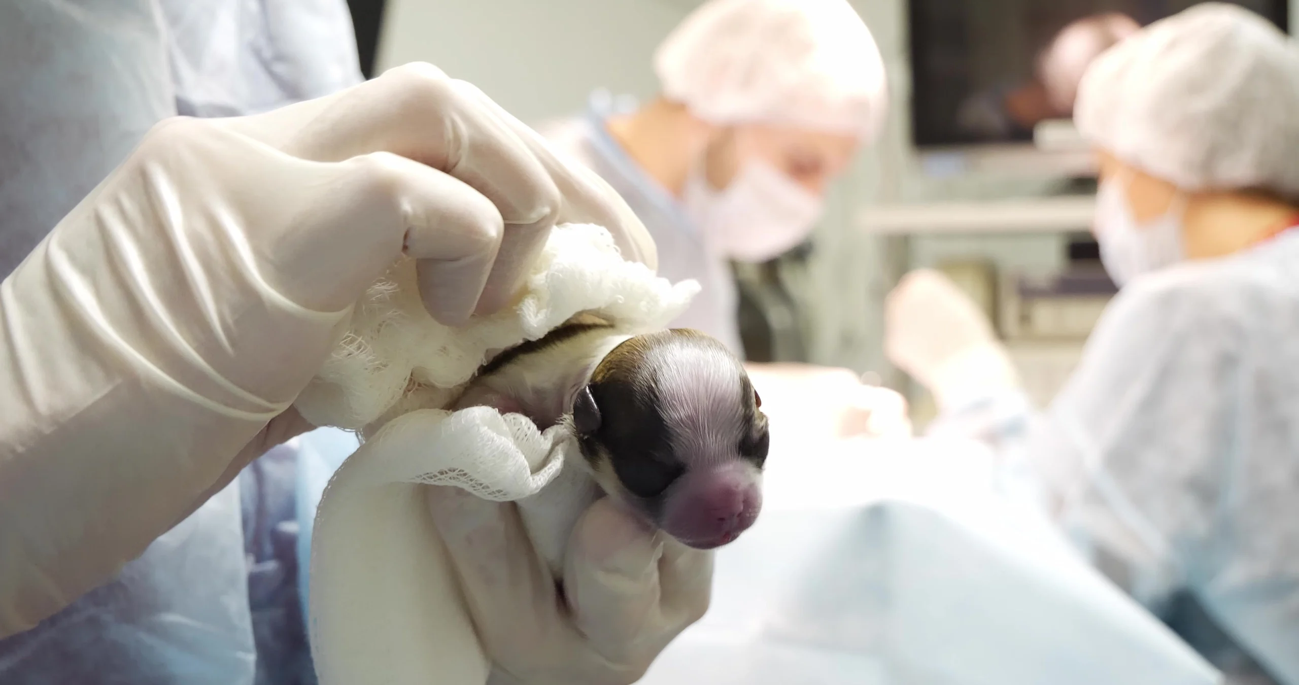 A veterinarian wearing white surgical gloves carefully holding a tiny newborn puppy wrapped in white gauze, just delivered during an emergency cesarean section in a sterile veterinary surgical suite. This image captures the critical moment of intervention often required when dog pregnancy complications occur, including canine maternal hydrops, also known as hydrops allantois or water puppy syndrome.