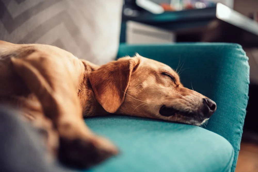 Dog is laying on the couch sleeping after recieving the dapp dog vaccine
