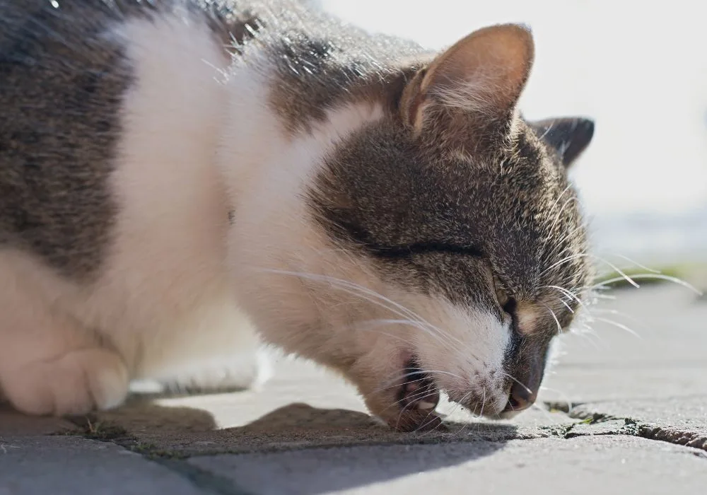 Cat Experiencing Hairball Discomfort