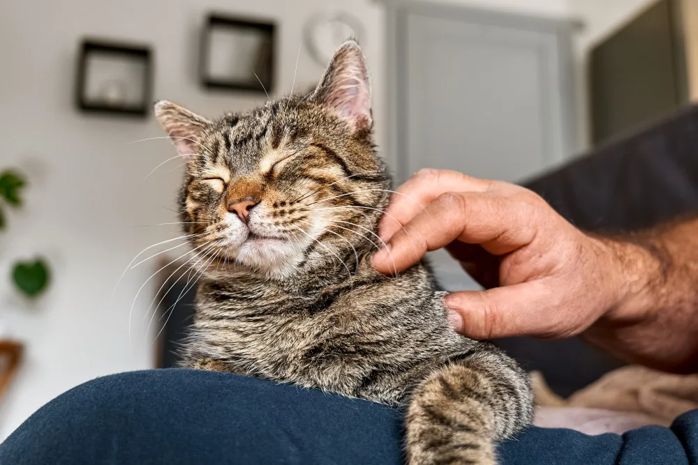 a cat with a reasonable cost being petted by his owner