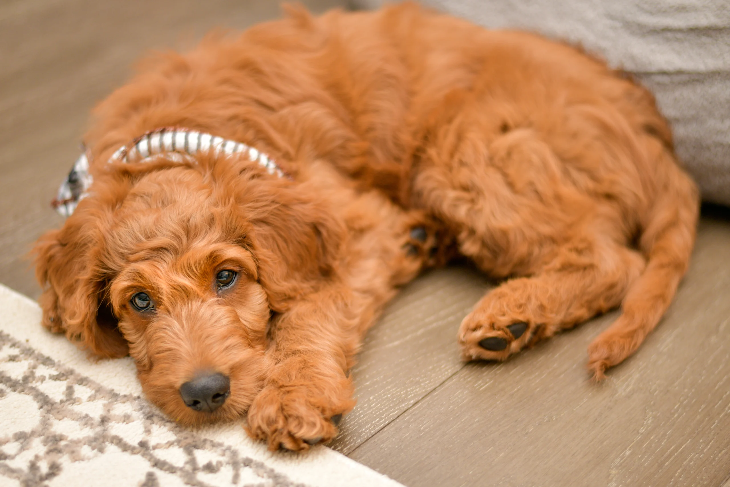 Irish Doodle Laying Down