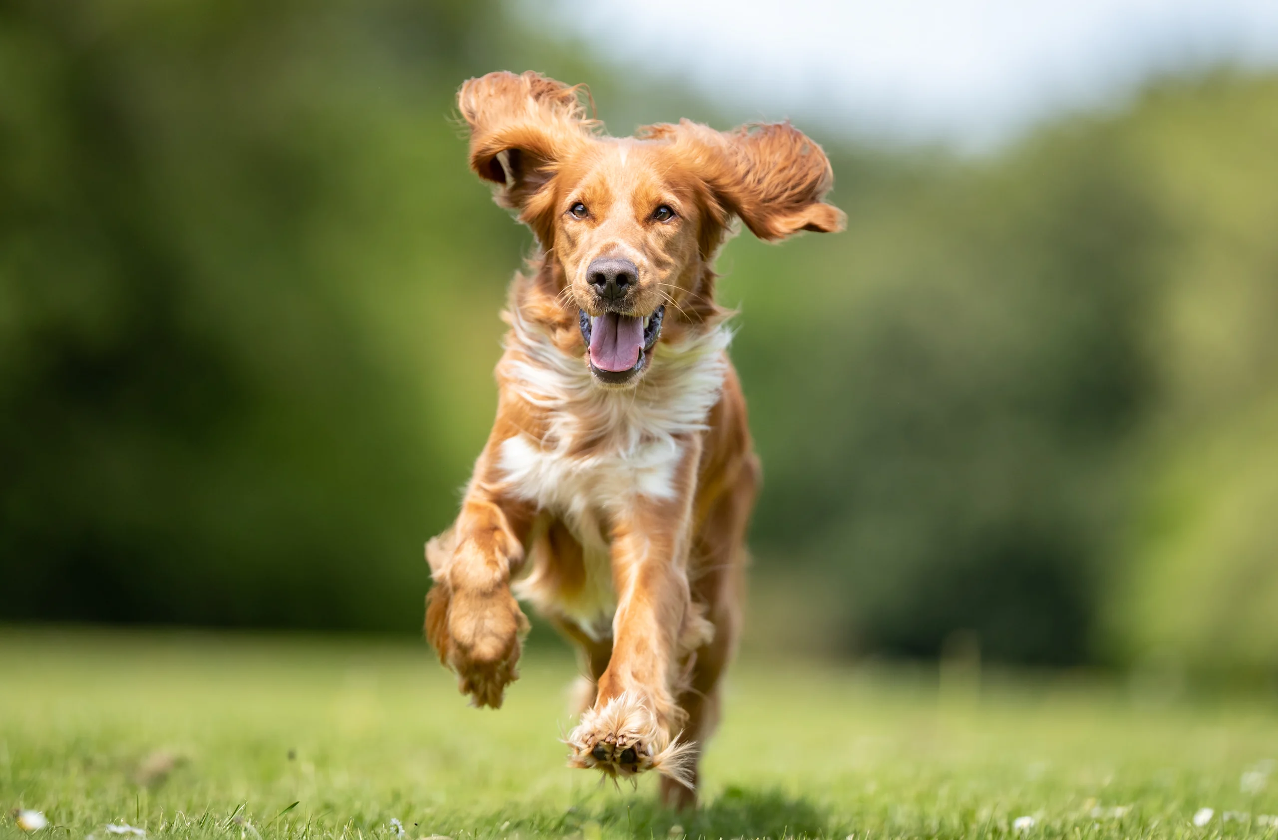 Happy Dog Running Outdoors