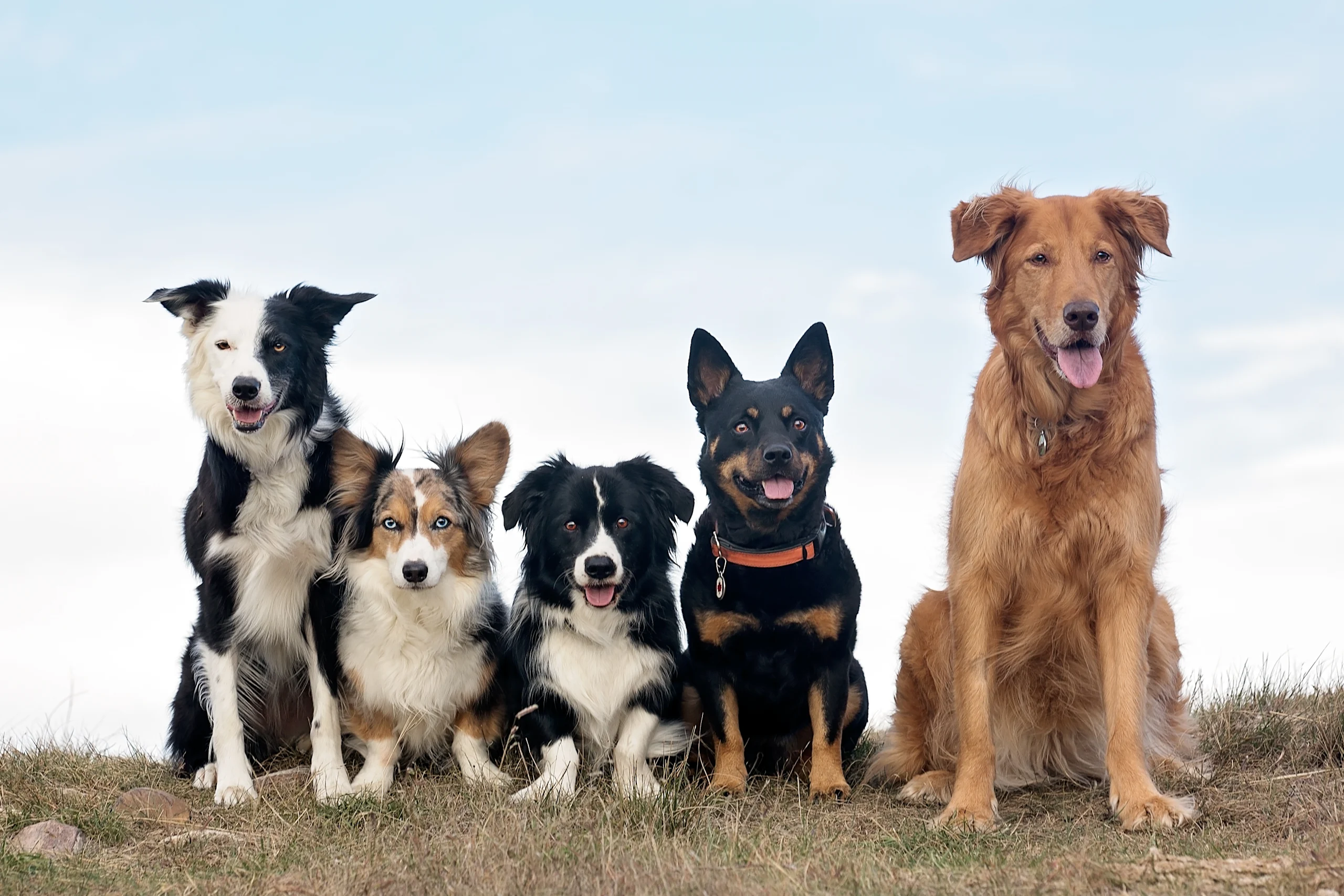 Group of five different dog breeds sitting together outdoors, illustrating how cancer risk varies across breeds.