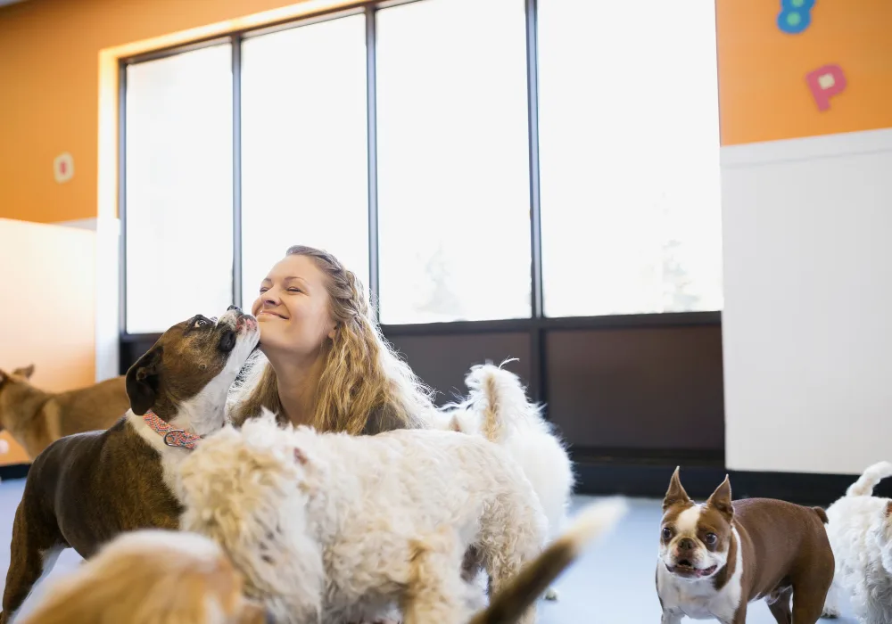 Dog licking humans face
