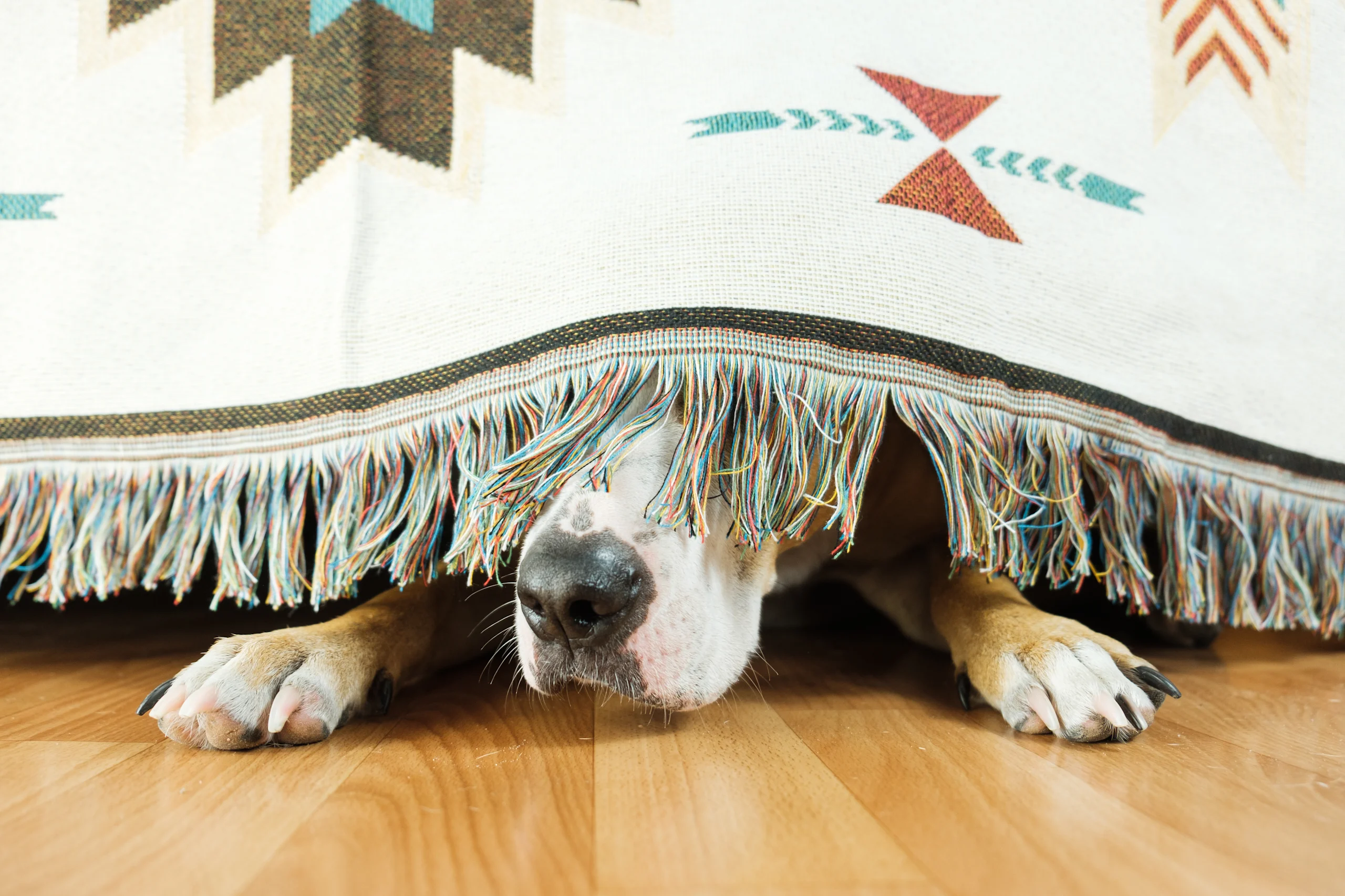 Pup Seeks Shelter Under the Covers