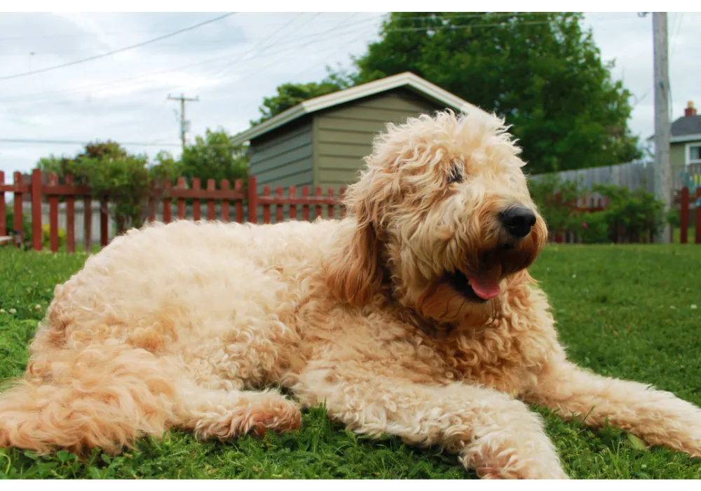 Full Grown Goldendoodle Curly