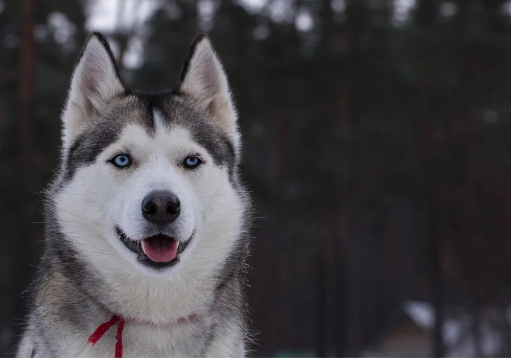 Husky with red collar