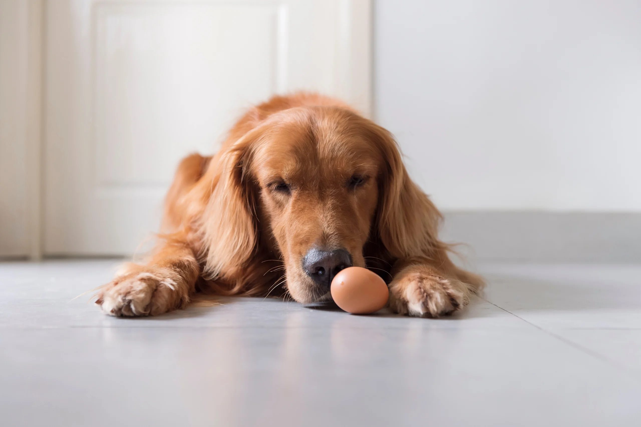 Golden Retriever Resting Its Nose on a Brown Egg
