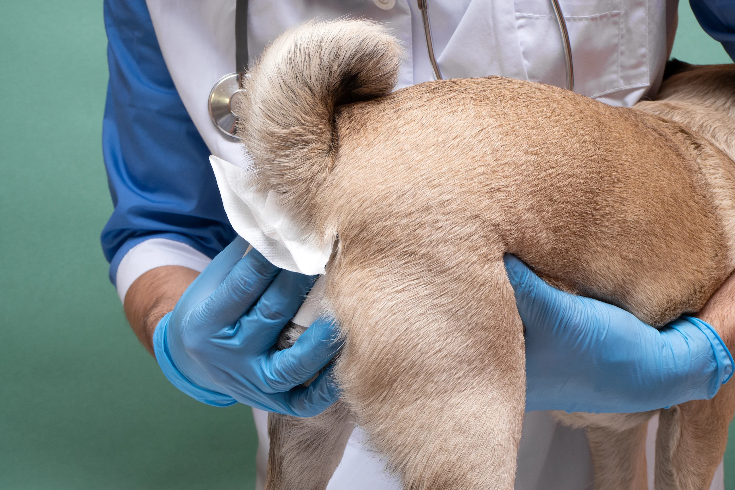 A gloved veterinarian lifts a tan dog's tail and uses a tissue to express its anal glands during a clinic visit.