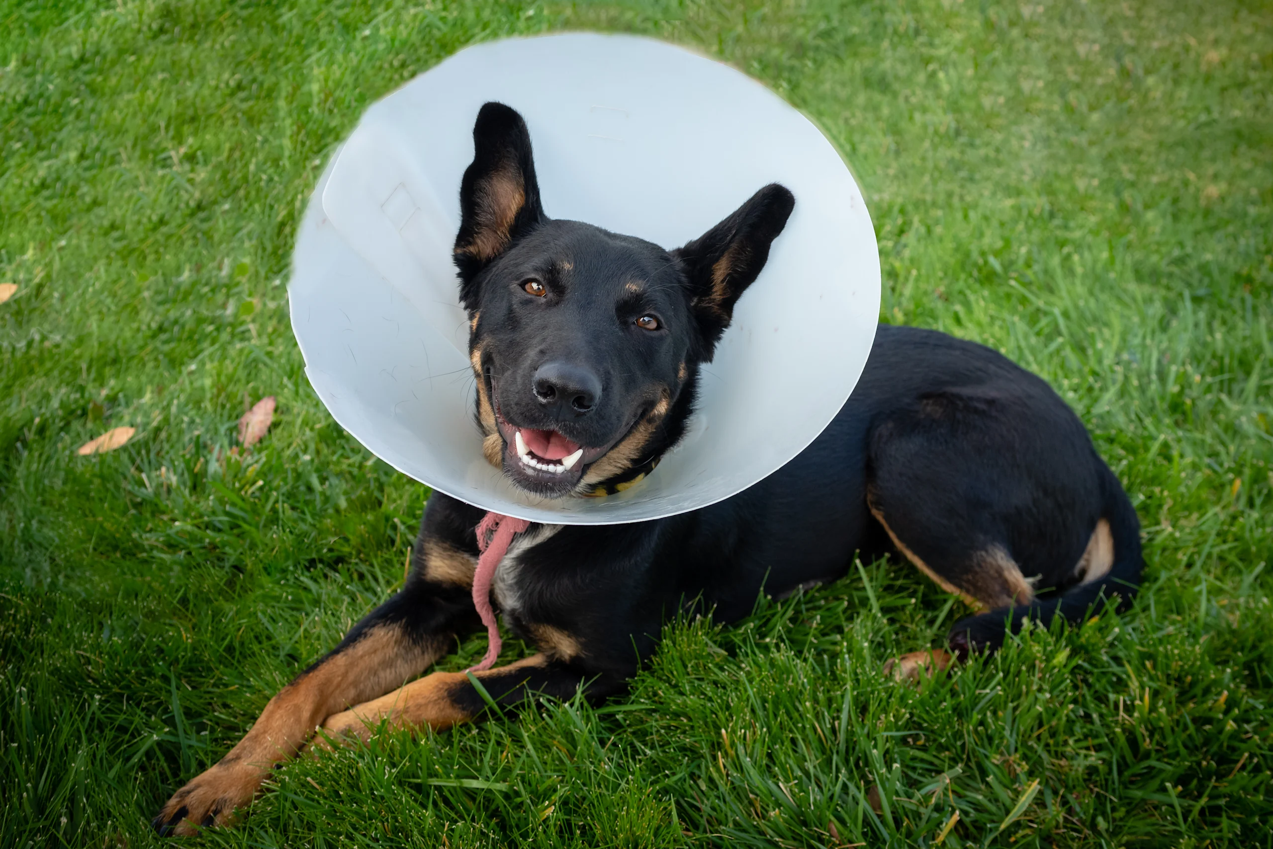 A black and tan shepherd mix rests in the grass wearing a recovery cone
