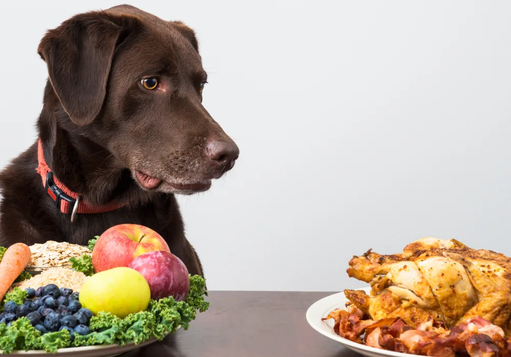What can dogs not eat - feature image